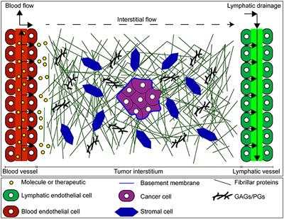 Application of 3-D Microfluidic Models for Studying Mass Transport Properties of the Tumor Interstitial Matrix